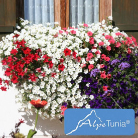 Alpetunija "bela" (3)