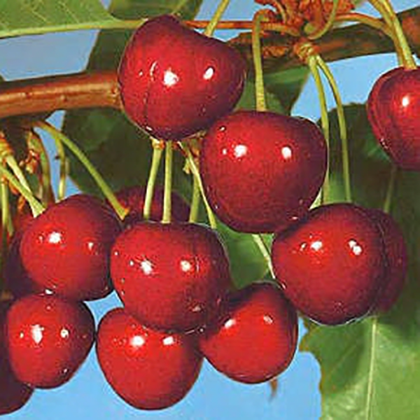 Češnja Germersdorfi