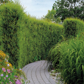 Leyland cipresa 80/100 v kontejnerju