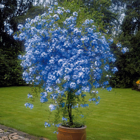 Modri plumbago