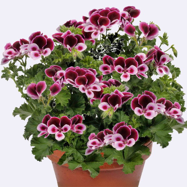 Angels Perfume dišeči mošus (3)