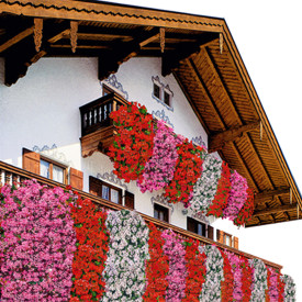Bela viseča pelargonija Alpina (3)