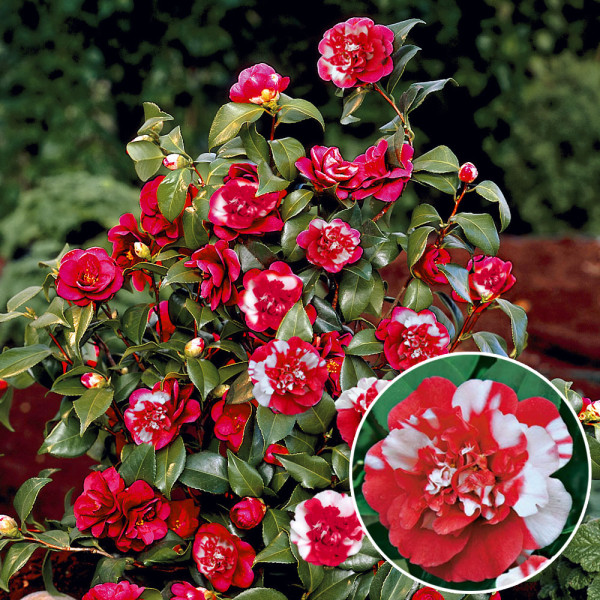 Kamelija General Coletti