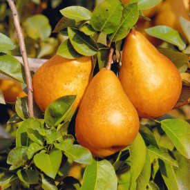 Posoda za hruške Bosc Kobak