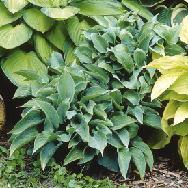 Senčna lilija 'Halycon'