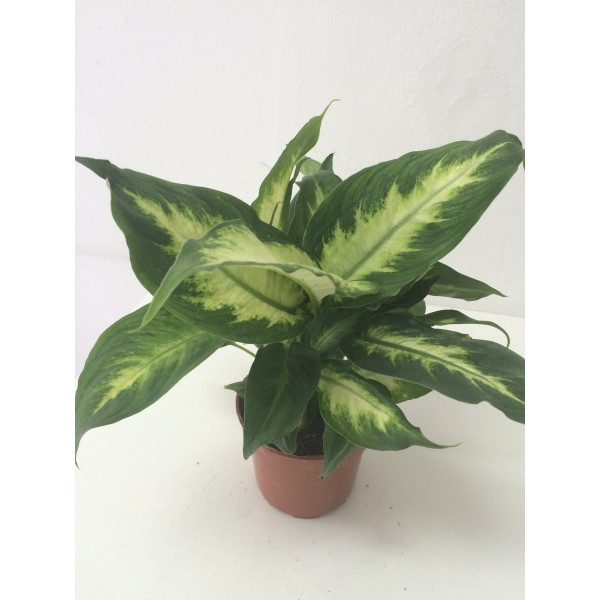 Dieffenbachia ‘Camilla’
