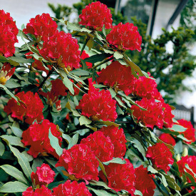 Rdeči rododendron