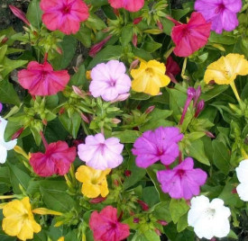 Mešanica semen čudežnega lijaka (20)