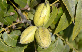 Pekanski oreh (pekan)