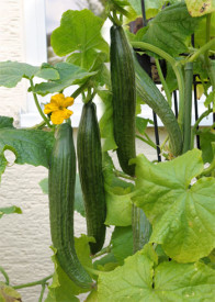 Kačja kumara ‘Long Star 1’