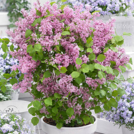 Meyerjeva lipovka pink