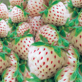 Beli ananas jagoda Sneguljčica (5)