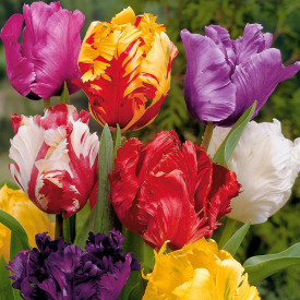 Papagajski tulipani (15)
