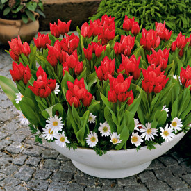 Tulipan 'Praestans' (20)