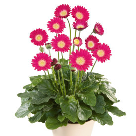 Gerbera roza (2)