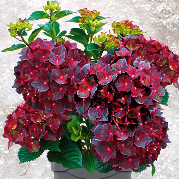 Velikocvetna hortenzija 'Roco Black Knight'