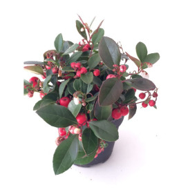 Zimzelena rastlina Gaultheria