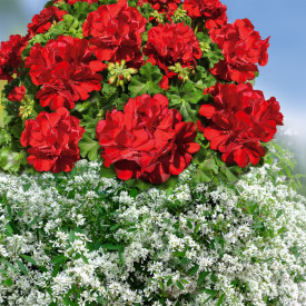 3 kosi rdečega ognja + 3 kosi diamantnega oblaka