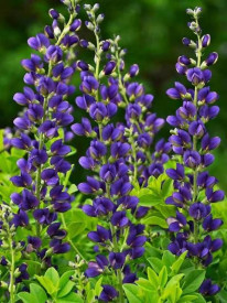 Indigo lupine, Baptisia (3)