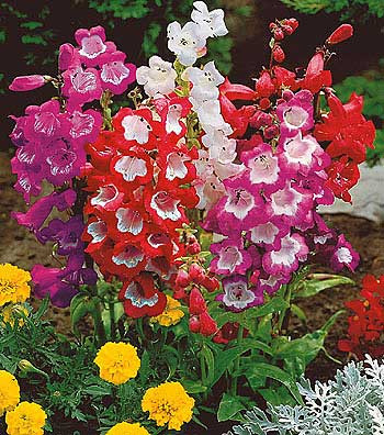 Penstemon, v večji posodi