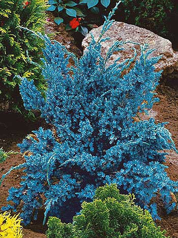 Srebrna cedra borovnica