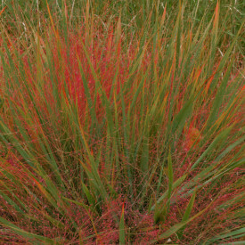 Rdeča ljubezenska trava