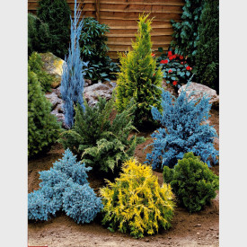 Super aj 7 iglavcev v lončkih