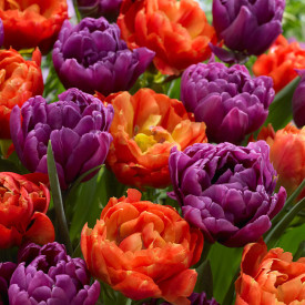 Tulipan 'Caribbean Fantasy' s polnimi cvetovi (12)