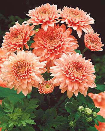 Chrysanthemum Shippi Apricot ( 3 kosi)