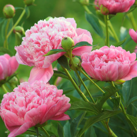 Potonika 'Sarah Bernhardt'