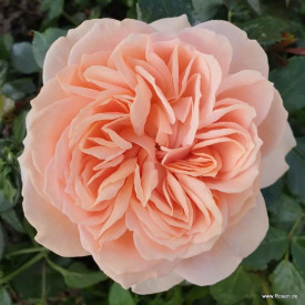Posteljna vrtnica Garden of Roses