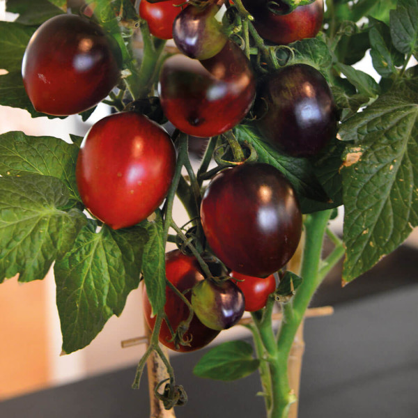 Čokoladni koktajl paradižnik