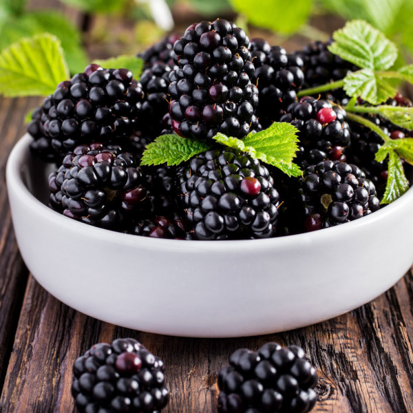 Plemenita murva Black Bromba