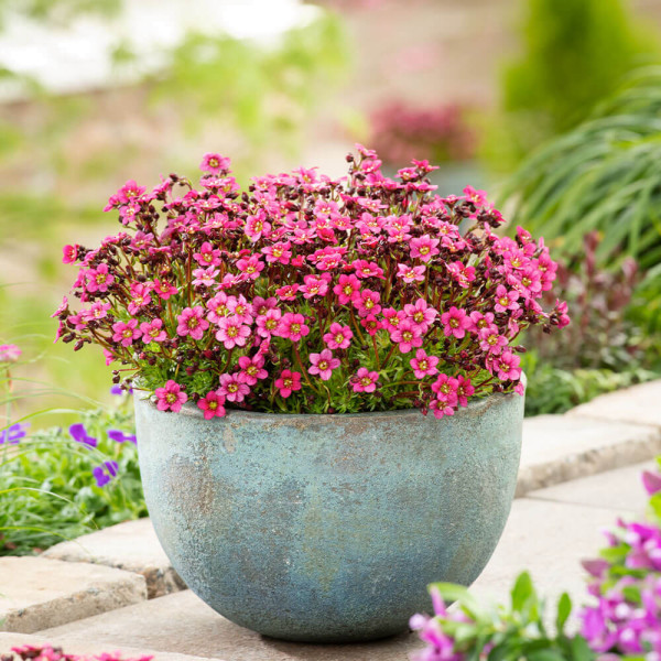 Rockweed Pixi Pan rdeča (3)