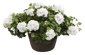 Polodprta pelargonija Royal White (3)