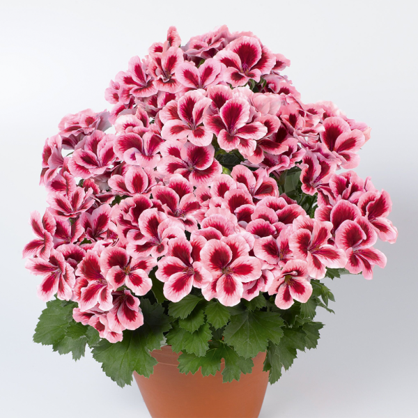 Aristo Strawberry Cream pelargonija