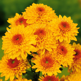 Chrysanthemum Beppie Bronze (3)