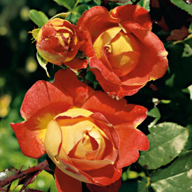 Oranžna vzpenjavka, posoda