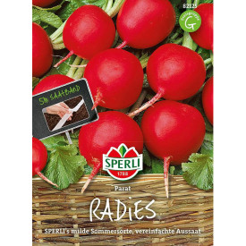 Semenski trak redkvice Parat