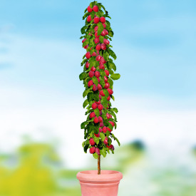 Stebričasti slivov rubin