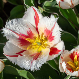 Tulipan 'Salsa'