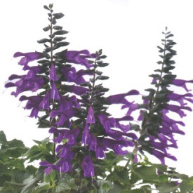 Amistad cvetoči žajbelj (3)