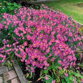 Aster, rosa