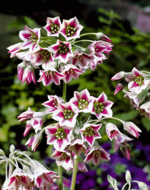 Okrasna čebula Siculum (4)