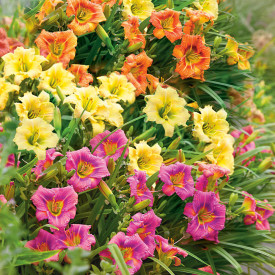 Barvna shema z lilijami iz doline (9 kosov)