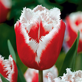 Tulipan 'New Santa' (7)