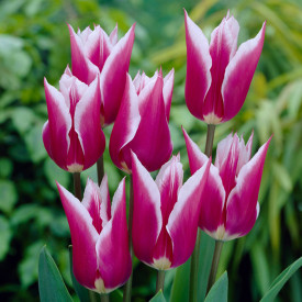 Tulipan Claudia (7)