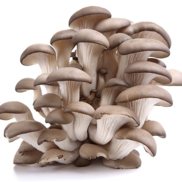 Bukov ostrigar, vrtna pridelava