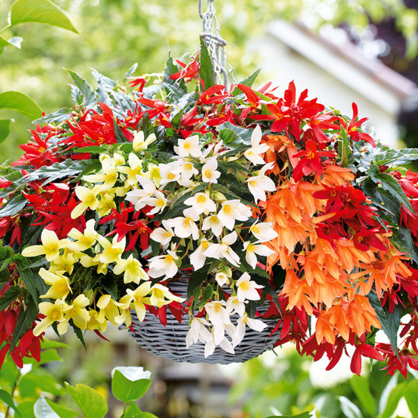 4 Sestava balkonske begonije