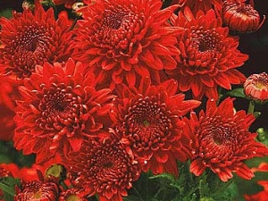 Pozna krizantema Feuerzauber (1)